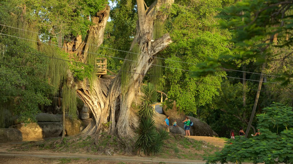 Quinta da Boa Vista showing a garden