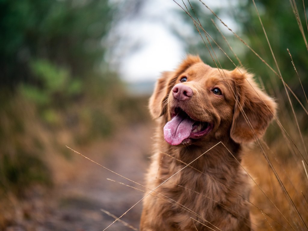 The Best Dog-Friendly Things to Do in Tenby | Explore by Expedia