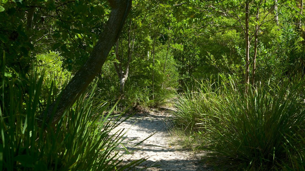 Arakwal National Park montrant un jardin