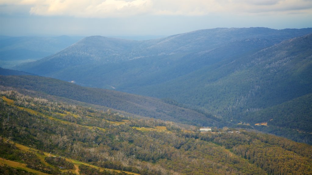 Thredbo which includes a garden