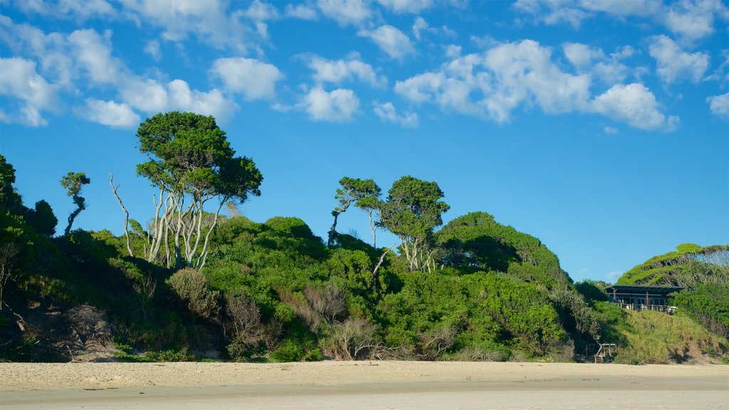 Main Beach mettant en vedette mangroves