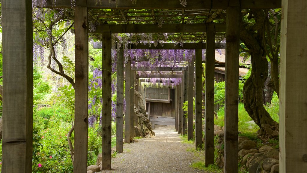 Hakone Gardens showing a garden