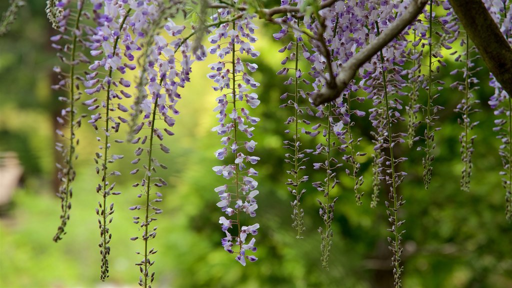 Hakone Gardens som omfatter en have