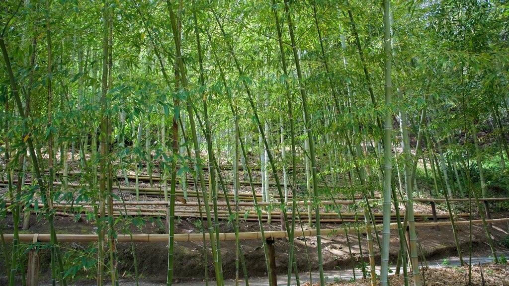 Hakone Gardens mostrando um jardim