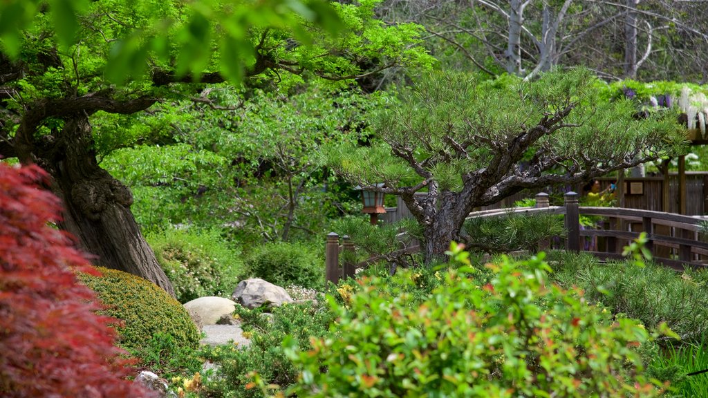 Hakone Gardens showing a garden