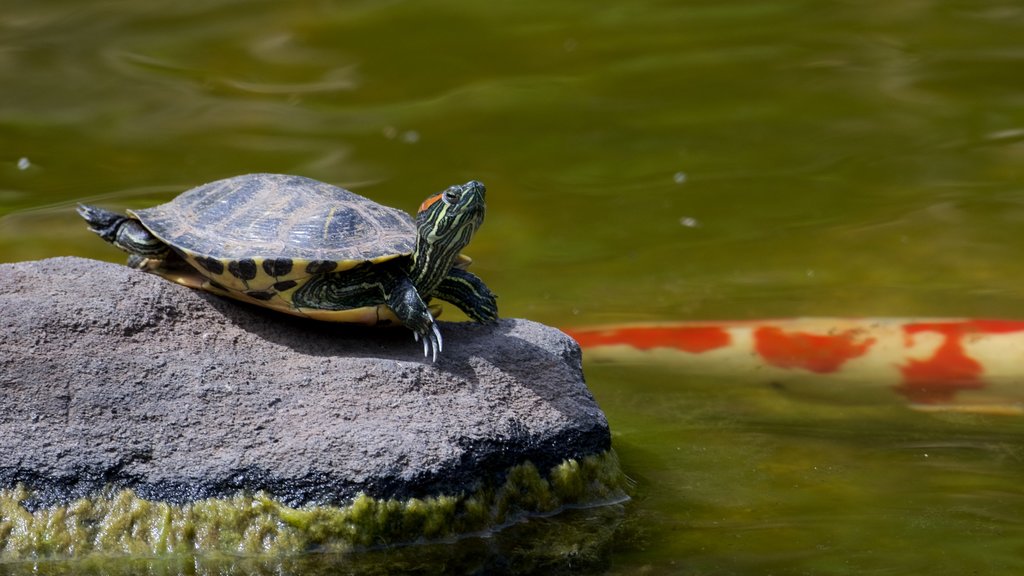 Hakone Gardens featuring a park and marine life