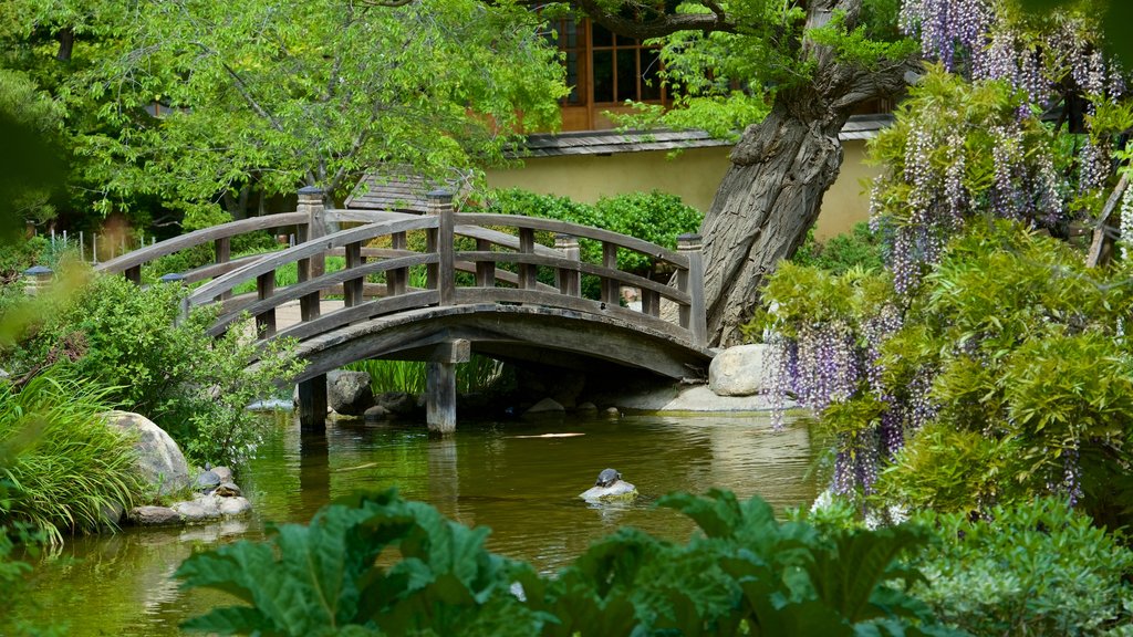 Hakone Gardens showing a garden