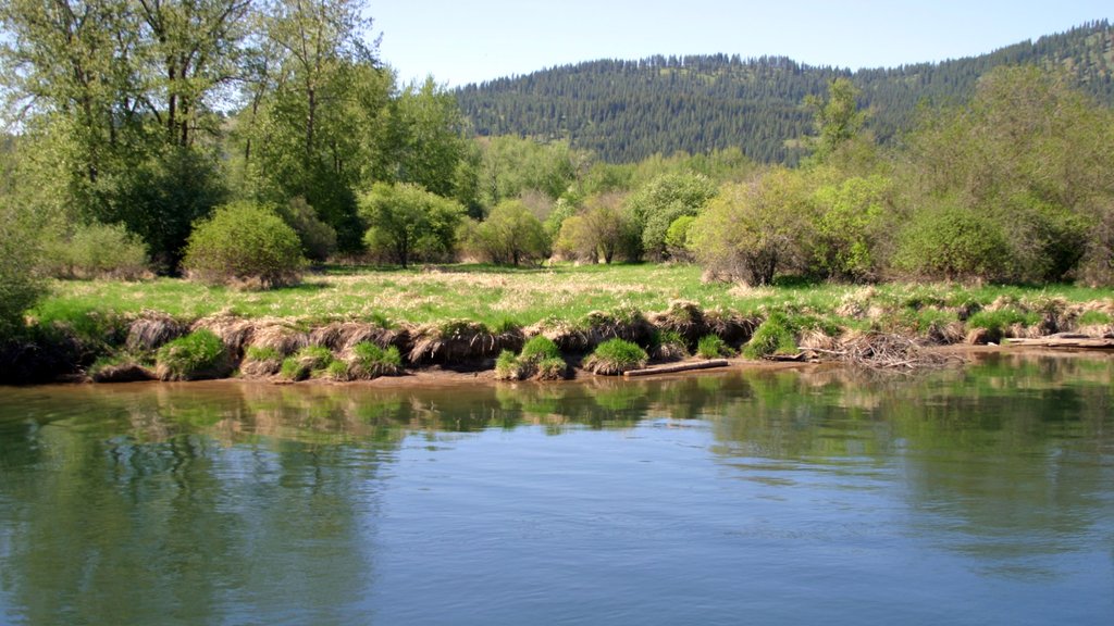 St. Maries showing a river or creek and forests