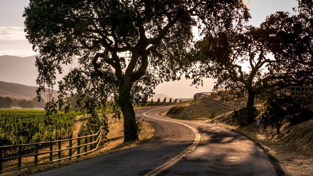 Santa Ynez Valley ofreciendo escenas tranquilas