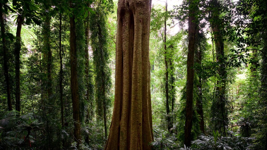 Dorrigo National Park which includes forests