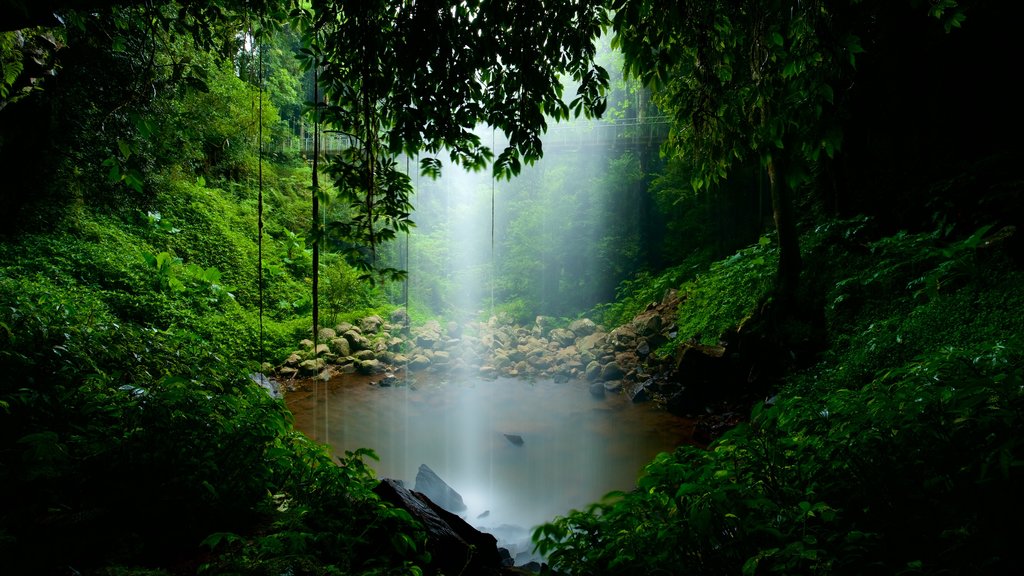 Parque Nacional Dorrigo mostrando imágenes de bosques y un lago o espejo de agua