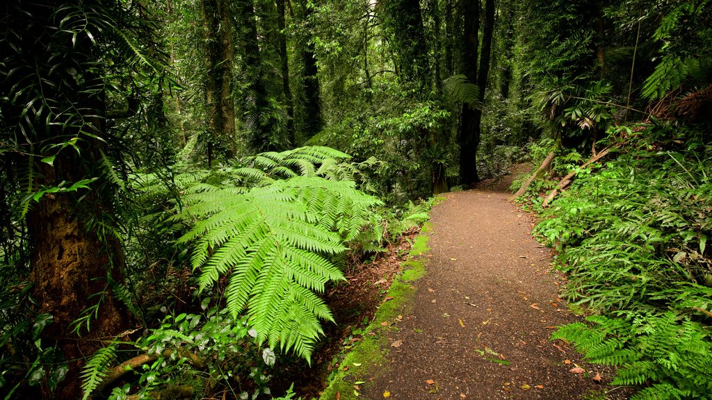 Dorrigo National Park showing forest scenes