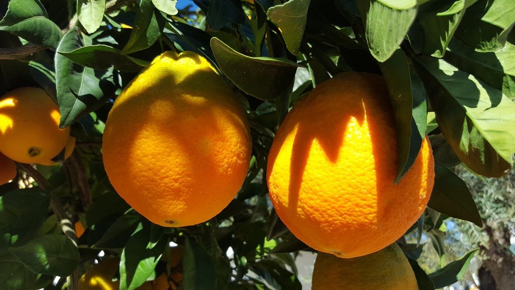 oranges-1199773_1920.jpg?1583826332