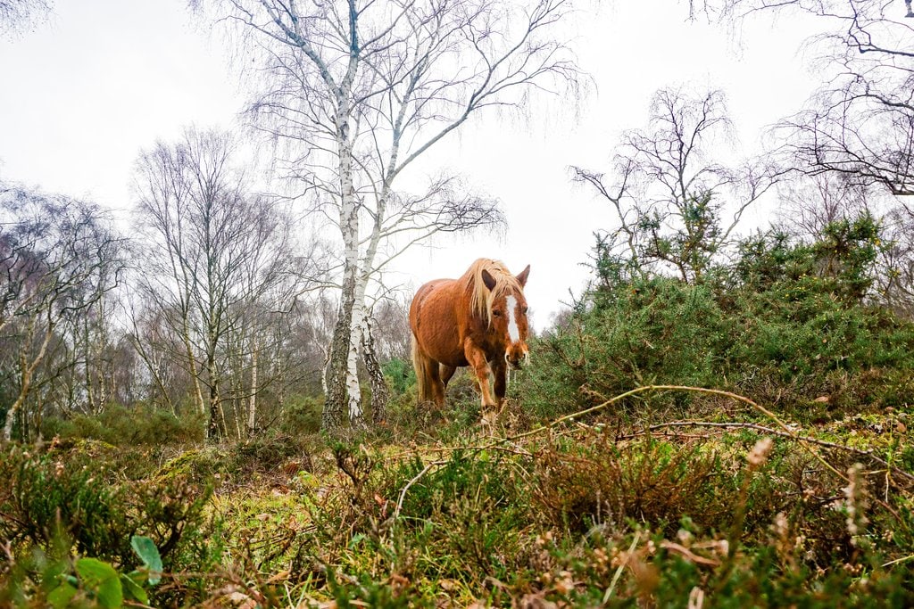 New-Forest-Pony.jpg?1583696635