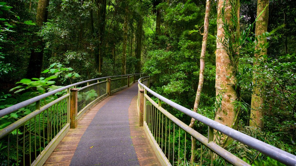 Costa norte ofreciendo un puente y escenas forestales