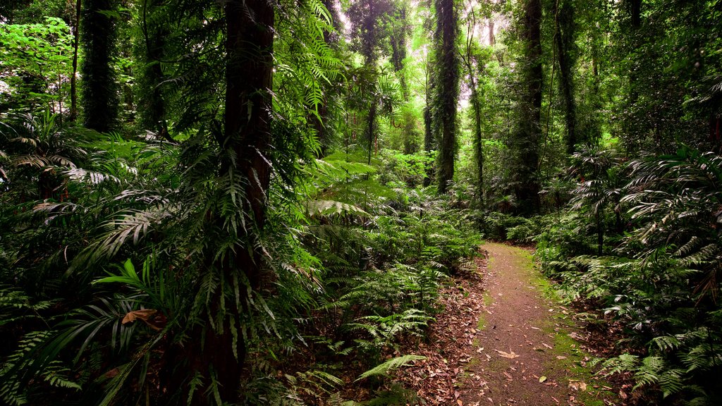 Dorrigo National Park que inclui cenas de floresta