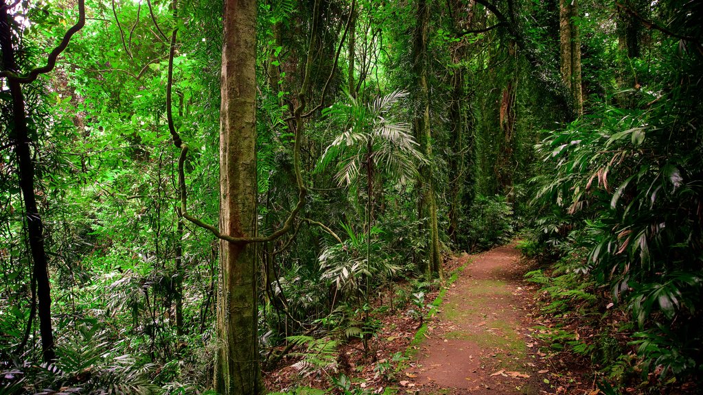 Dorrigo National Park showing forest scenes