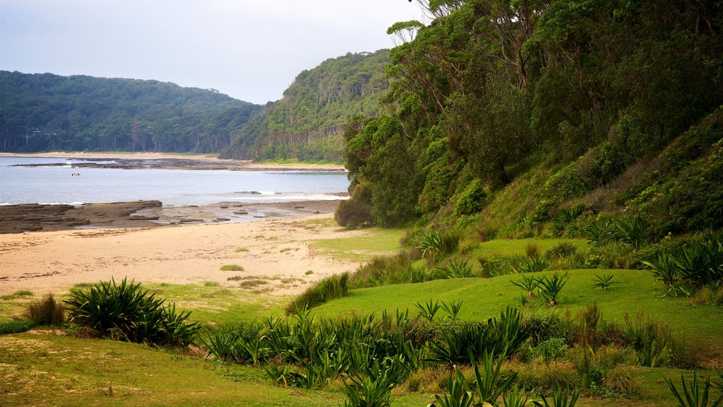 Pebbly Beach showing forests, a sandy beach and general coastal views