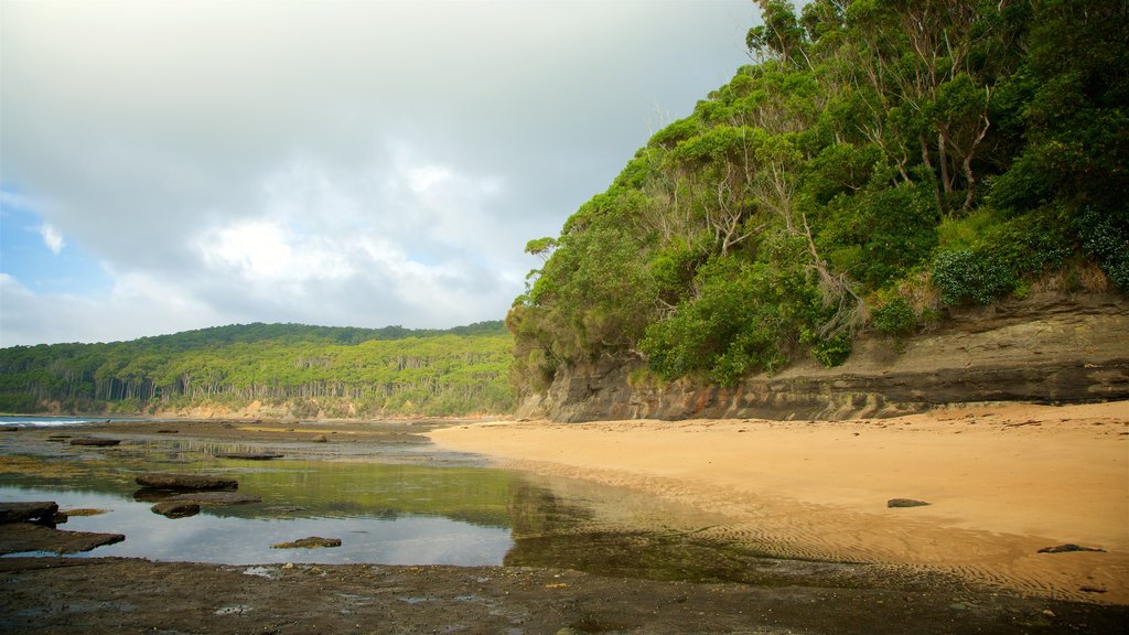 Pebbly Beach showing a sandy beach and forests