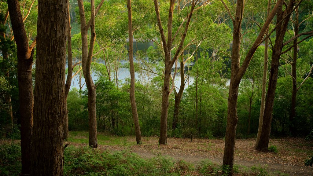 Sanctuary Point which includes forest scenes