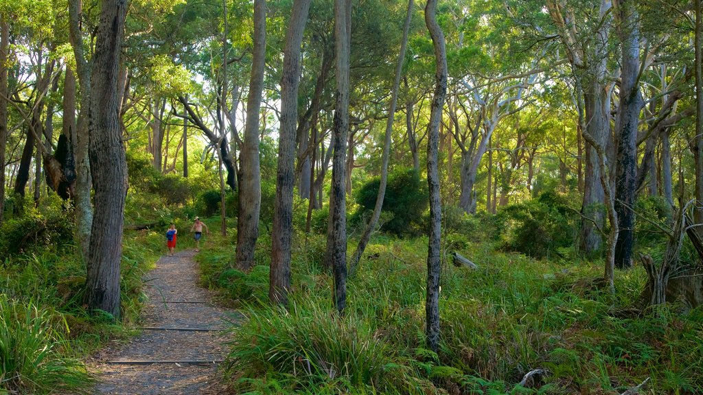 Sanctuary Point que inclui escalada ou caminhada e cenas de floresta assim como uma família