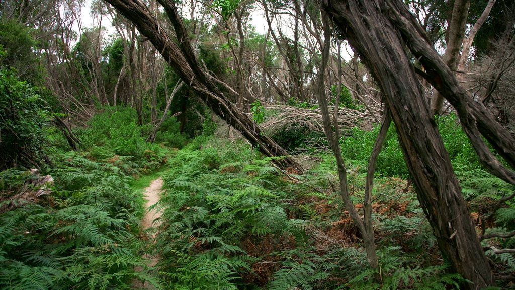 Sanctuary Point mostrando escenas forestales