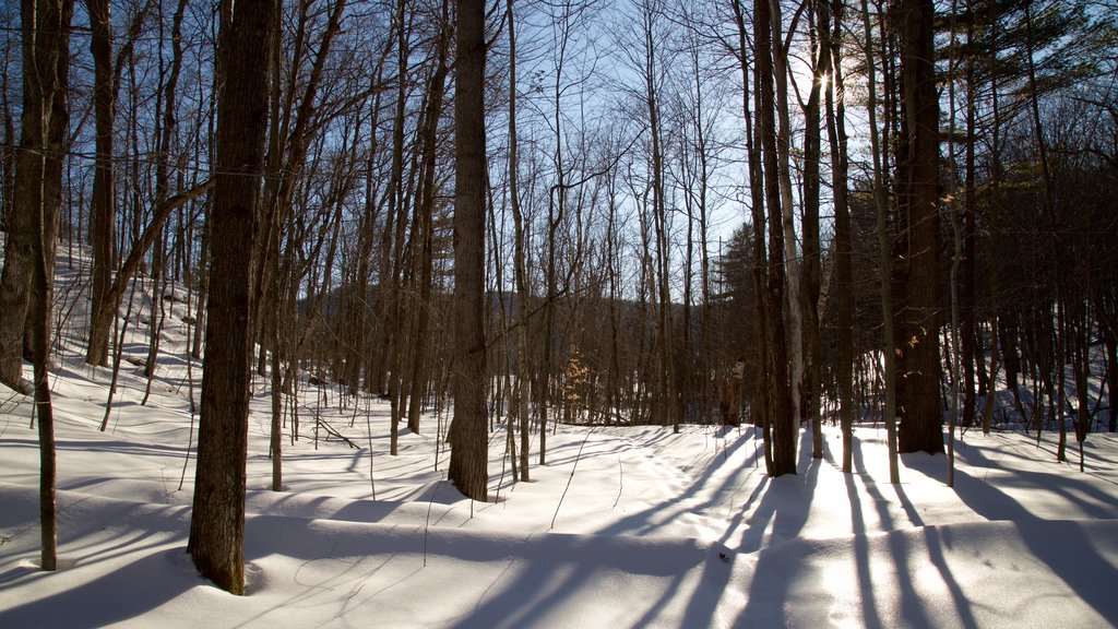 Parque de Gatineau mostrando escenas forestales y nieve