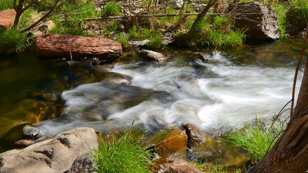 Oak Creek Canyon mettant en vedette scènes forestières et rivière ou ruisseau