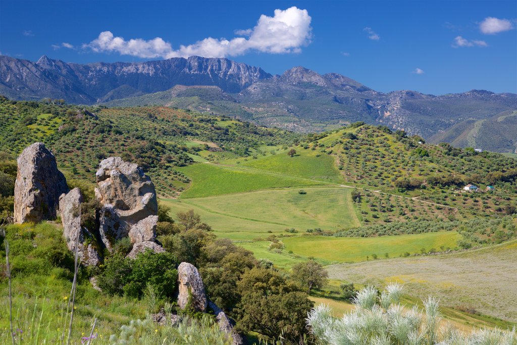 paisaje-campestre-andalucia.jpg?1586250565