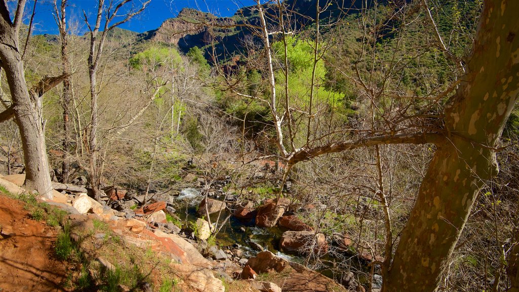 Oak Creek Canyon showing a river or creek and tranquil scenes