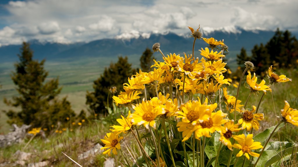 Bigfork qui includes fleurs et paysages paisibles