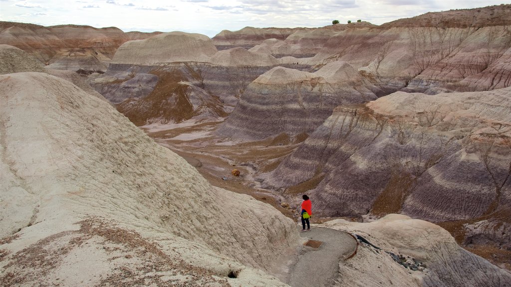 Petrified Forest National Park mit einem ruhige Szenerie und Wüstenblick sowie einzelne Frau