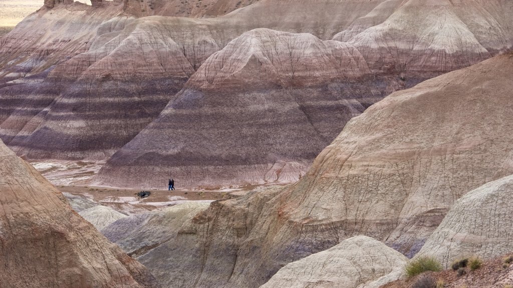 Petrified Forest National Park mostrando escenas tranquilas y vistas al desierto