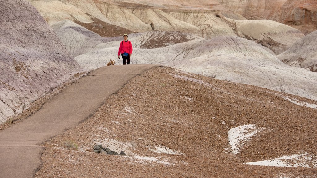 Petrified Forest National Park que incluye escenas tranquilas y vista al desierto y también una mujer