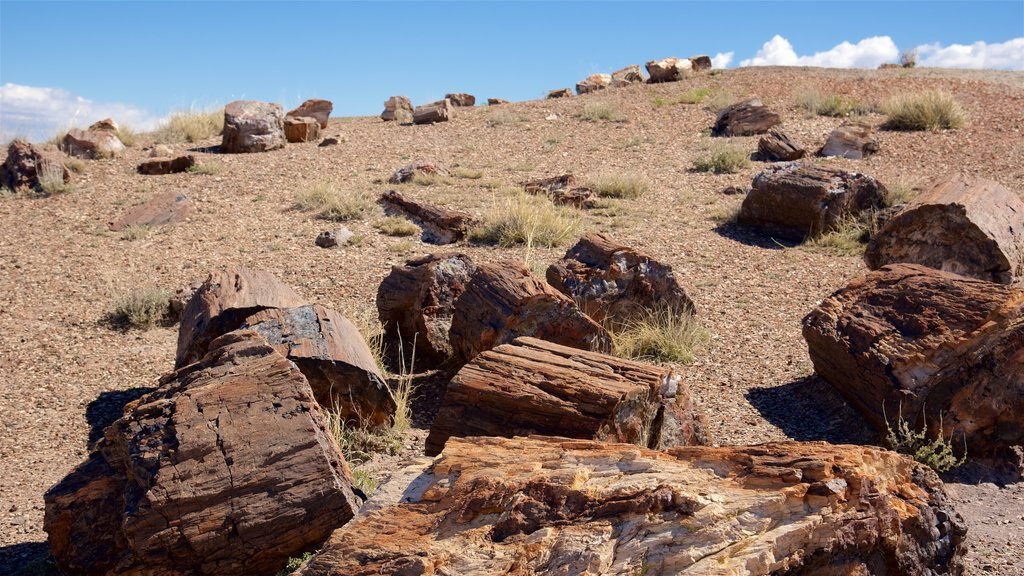 Petrified Forest National Park mostrando vistas al desierto y escenas tranquilas