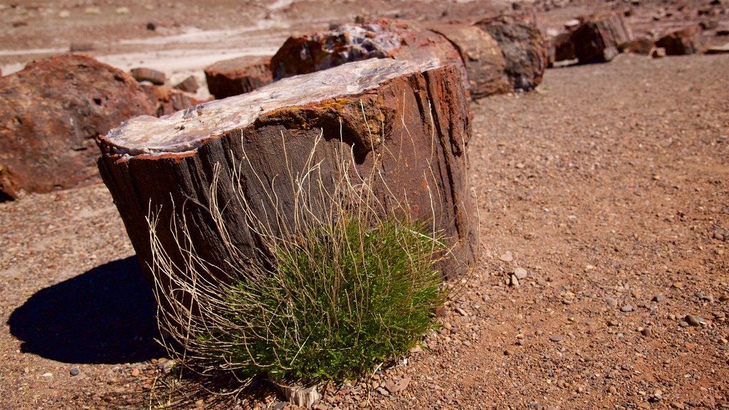 Taman Nasional Petrified Forest yang mencakup alam gurun dan suasana damai