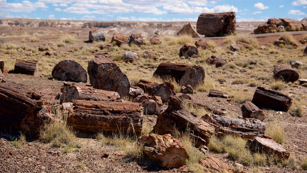 Petrified Forest National Park which includes desert views and tranquil scenes