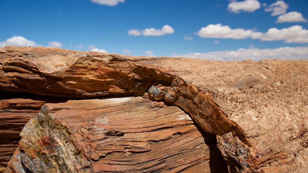 Petrified Forest National Park ofreciendo vista al desierto y escenas tranquilas