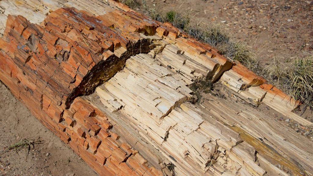 Petrified Forest National Park que incluye escenas tranquilas y vista al desierto