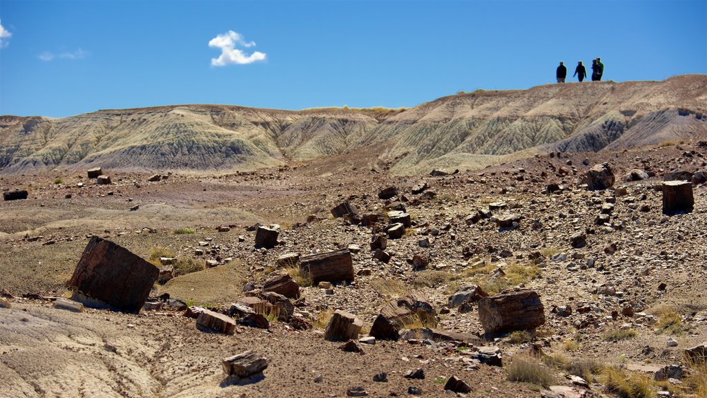 Petrified Forest National Park showing desert views and tranquil scenes as well as a small group of people