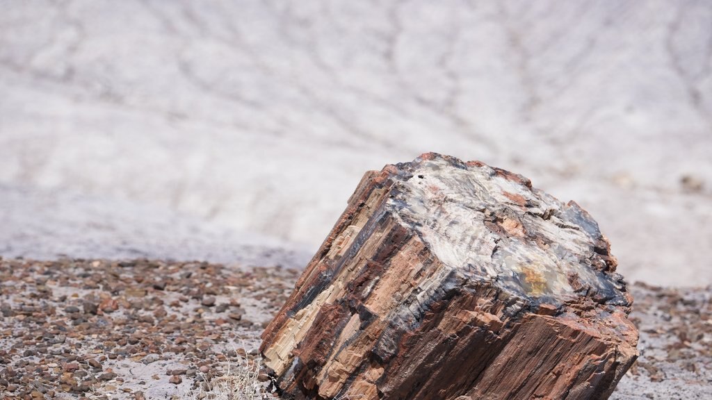 Petrified Forest National Park mostrando paisajes desérticos y situaciones tranquilas