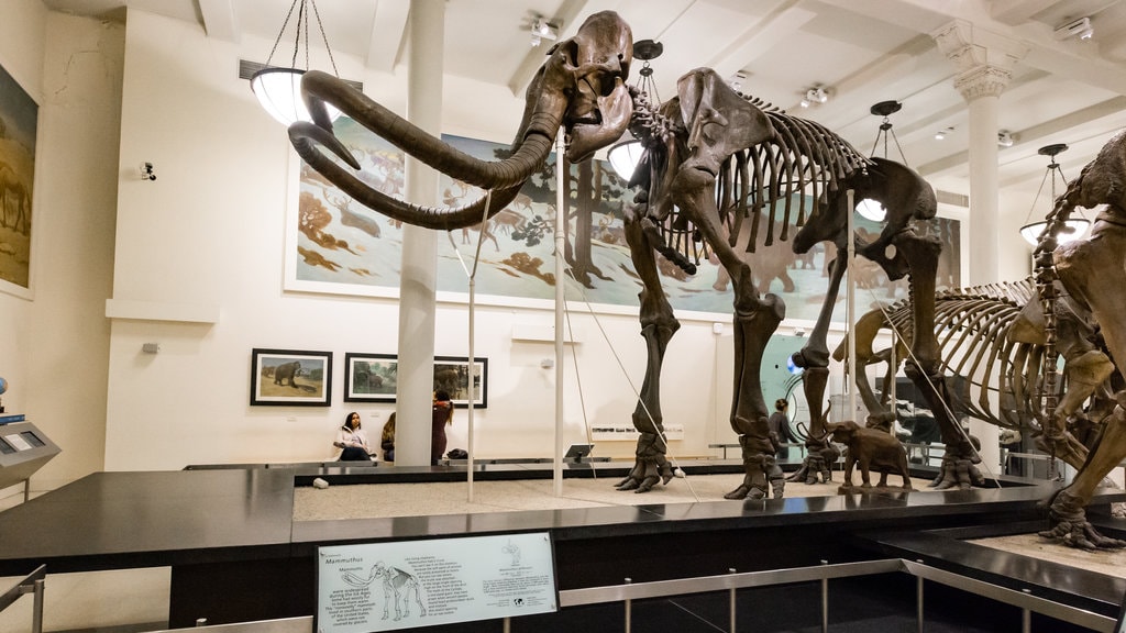 Le Muséum d'histoire naturelle à New York Explore par Expedia