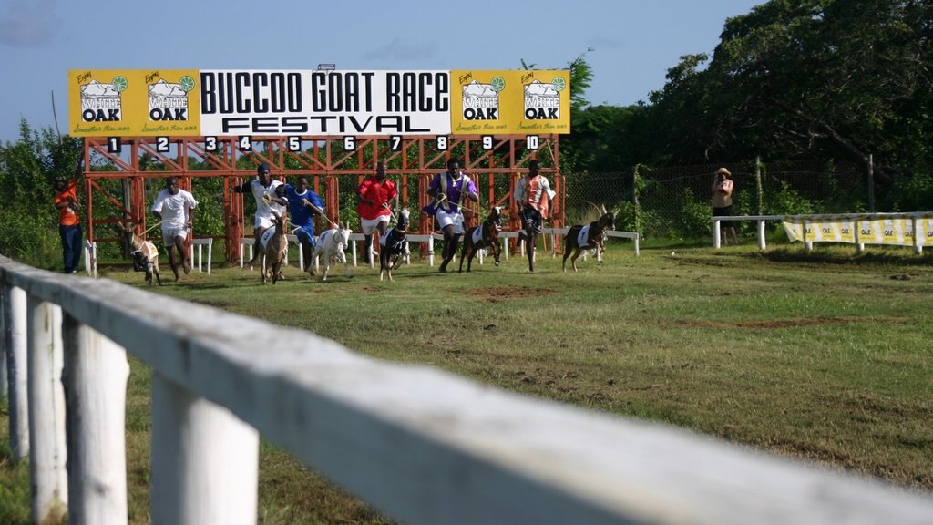 Trinidad and Tobago showing horseriding