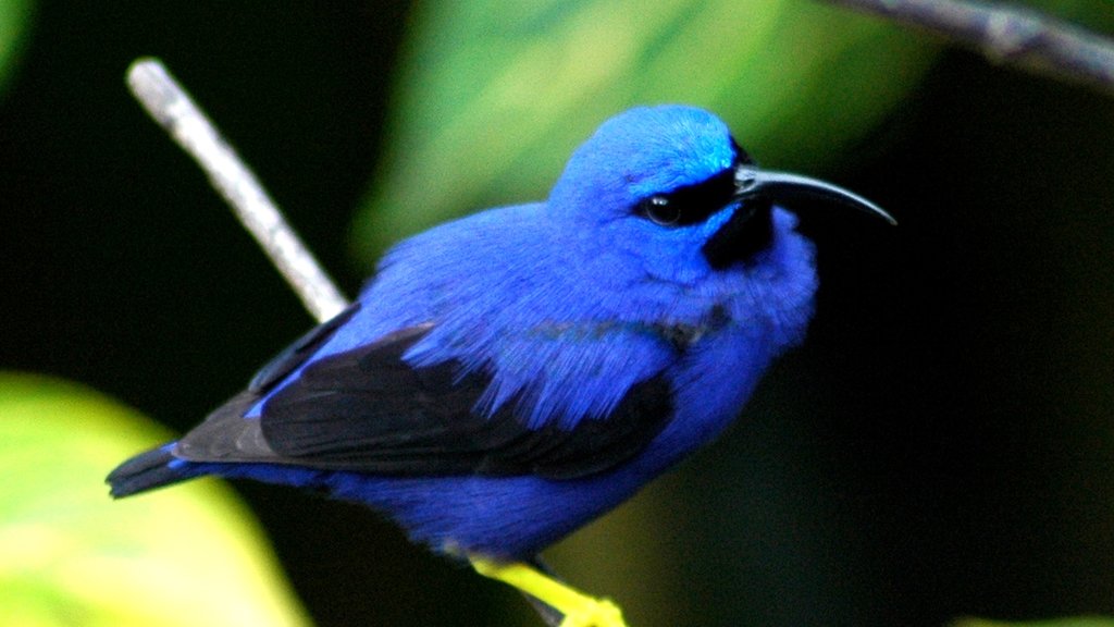 Trinidad and Tobago featuring bird life