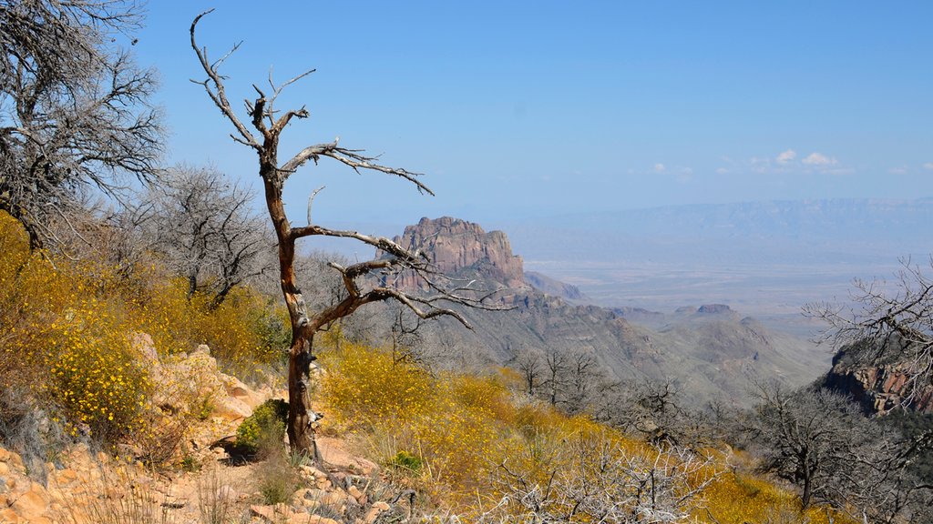 Parque Nacional Big Bend que incluye montañas y escenas tranquilas