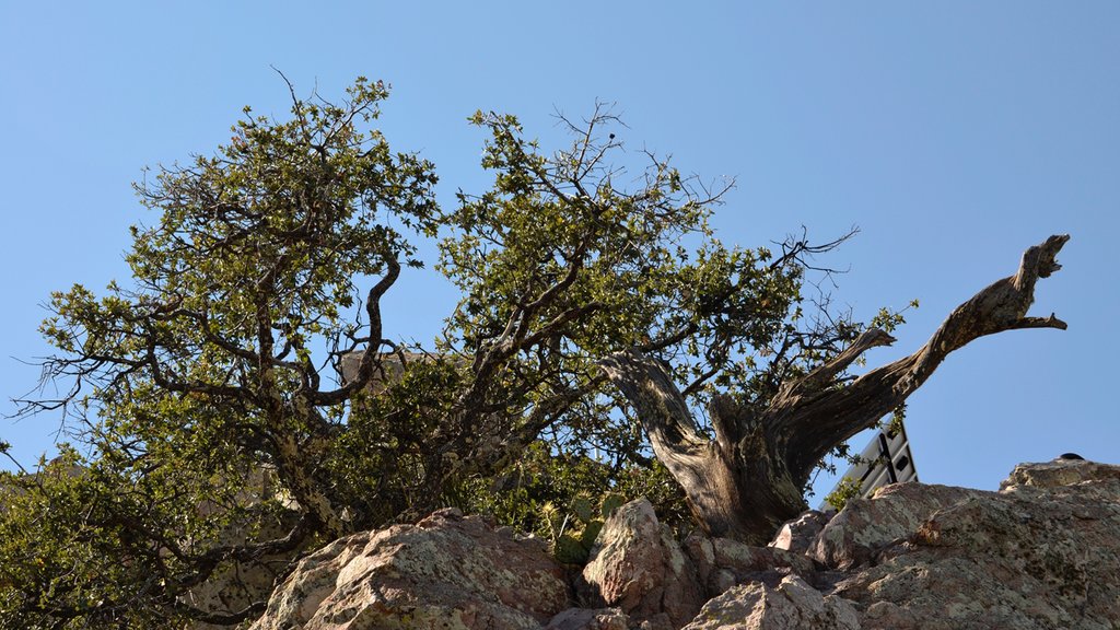 Big Bend Nationaal park