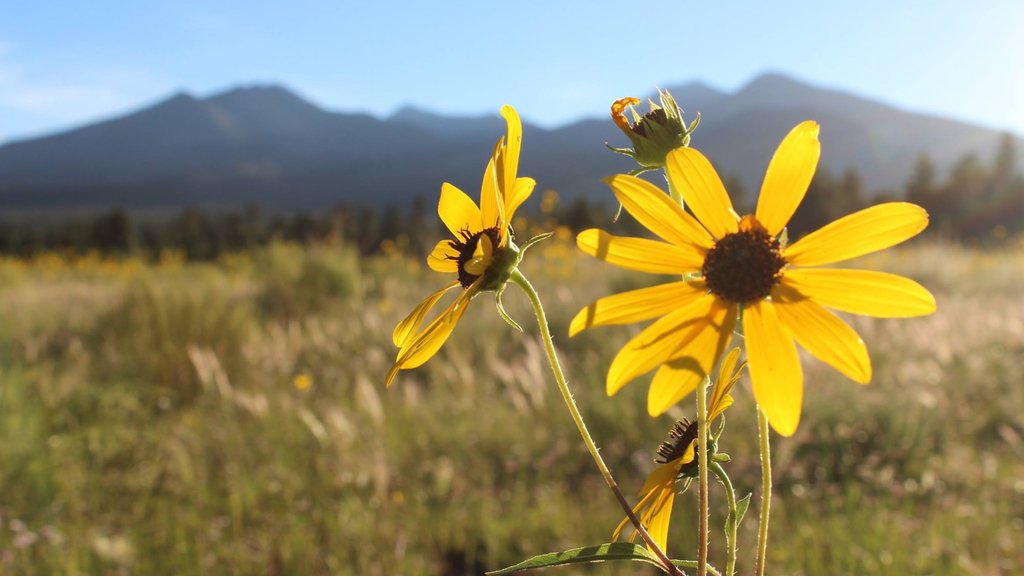 Sunset Crater featuring tranquil scenes and wildflowers