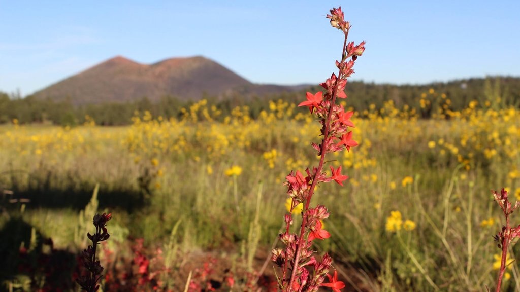 Sunset Crater mettant en vedette fleurs sauvages et scènes tranquilles