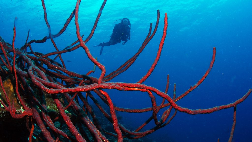 Bonaire mostrando mergulho autônomo (scuba)