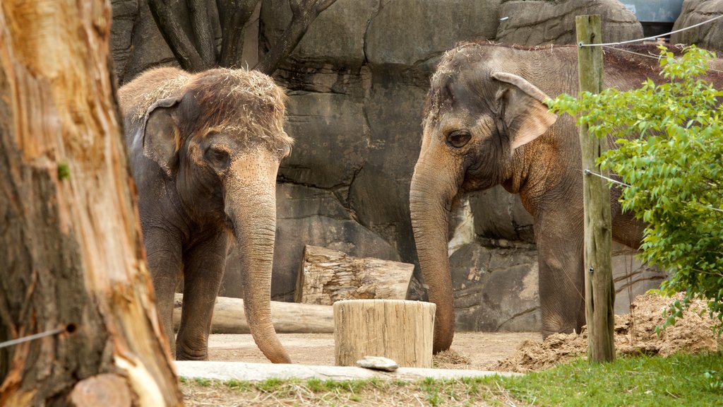 Cincinnati Zoo og Botanisk Have som viser landdyr og dyr fra zoologisk have